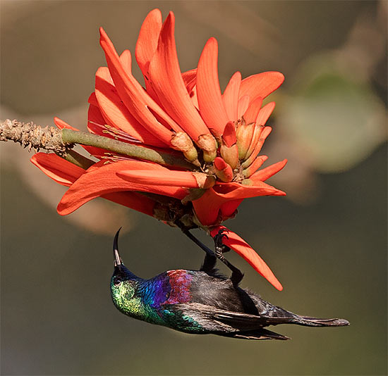 Purple-banded Sunbird male